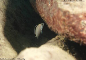 Labidochromis caeruleus 'Nkhata Bay'